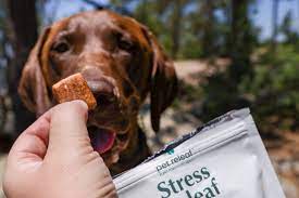 Why Should Pet Owners Invest In CBD Treats