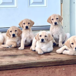 How to Choose a Reputable Breeder When Looking for Labradors for Sale